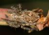 Pisaura mirabilis